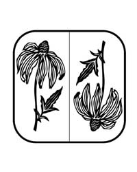 PNE - Rudbeckia