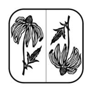 PNE - Rudbeckia
